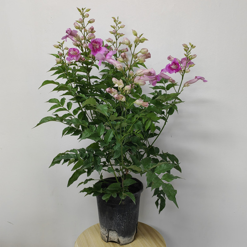 凌霄花爬藤植物庭院楼顶夏秋带花