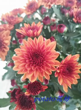 土豆花坊盆栽菊花棕色多头菊荷兰菊青铜水晶带花原盆原土昆明斗南