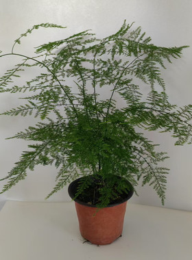 古风韵味文竹盆栽室复古内绿色植物云南昆明斗南土豆花坊包邮