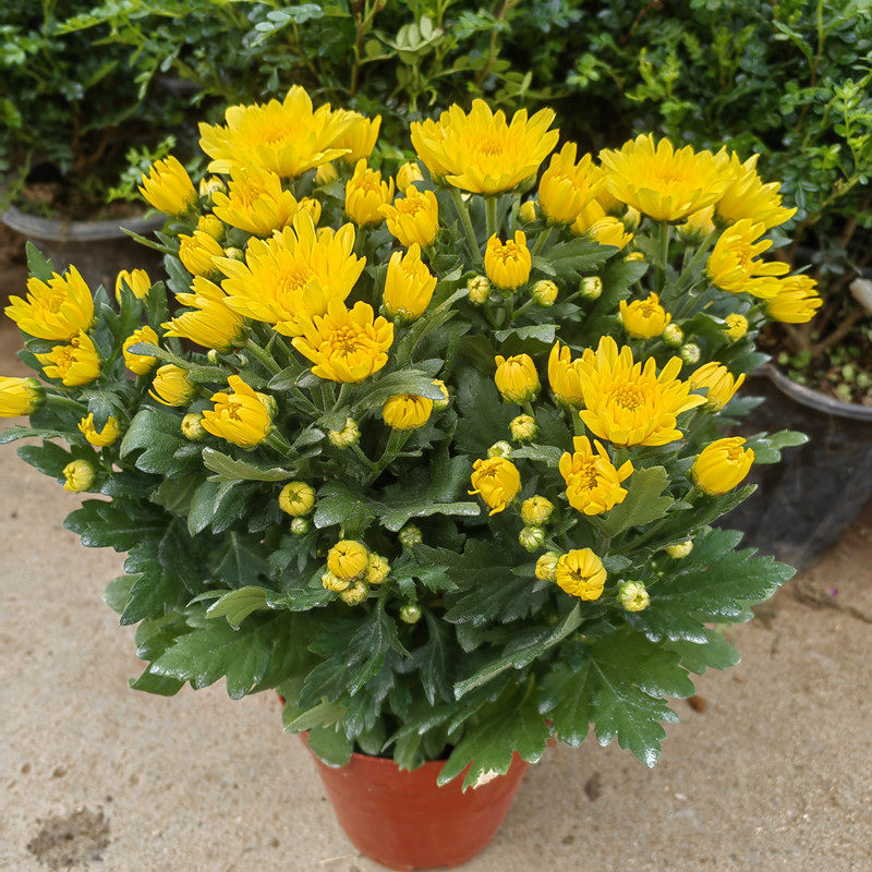 土豆花坊重瓣黄色小菊花黄水晶千头菊庭院阳台云南昆明带花发货