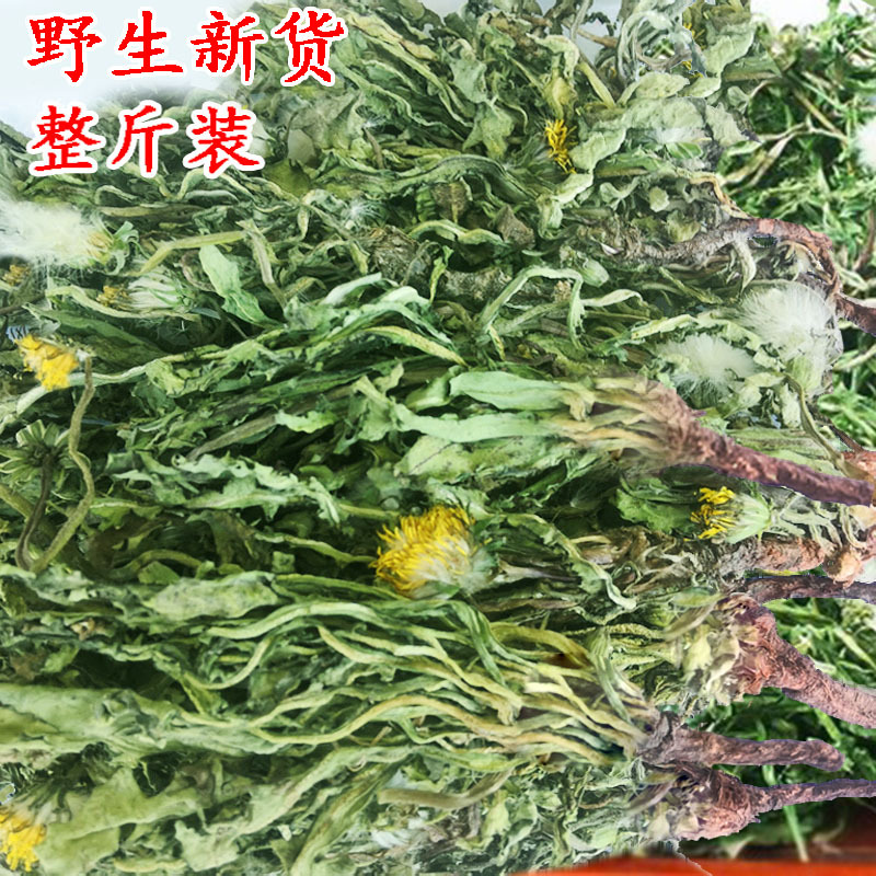 2022年新野生蒲公英干婆婆丁新鲜叶子整颗棵全草花茶特级株现挖