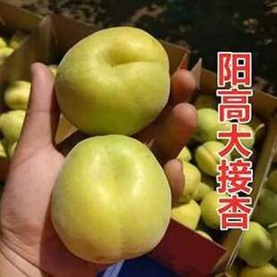 阳高头茬杏子新鲜水果整箱黄杏应季孕妇酸甜大果大接杏