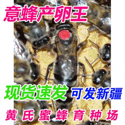 东北黑蜂种王 人工授精种王 意蜂王 意蜂王 包邮