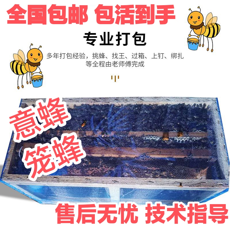 意蜂蜂群出售产王群活体蜂群包活蜂疗蜜蜂授粉蜂群意大利笼蜂包邮