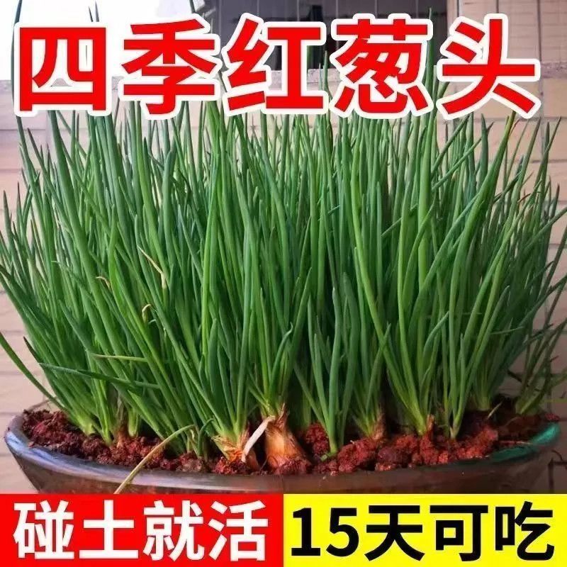 广东小香葱苗带芽发货盆栽阳台葱苗新鲜蔬菜四季葱苗榨葱油干葱头
