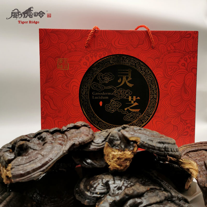 长白山半野生灵芝野外生长灵芝泡酒泡水500克紫灵芝大小灵芝