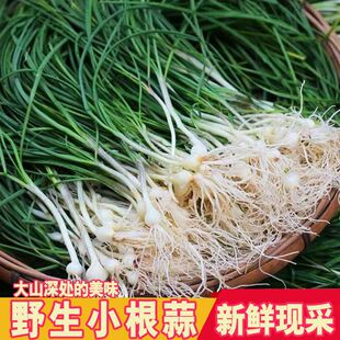 山西新鲜野生小蒜苗小蒜根小蒜头野葱现挖小根蒜野山蒜苗香葱包邮