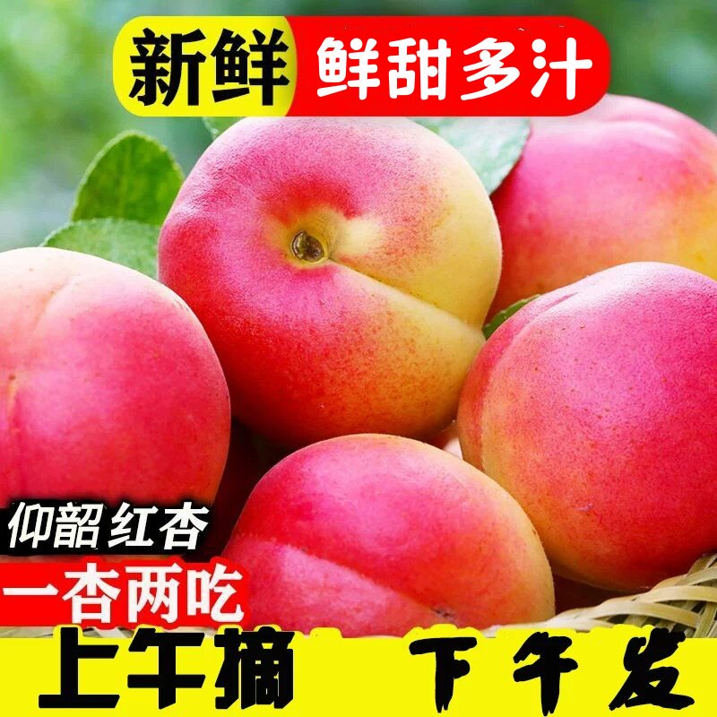 新鲜现摘灵宝仰韶大红杏胭脂杏酸甜杏子秦岭应季时令孕妇水果