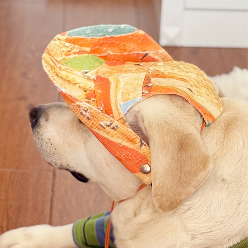 大型犬户外拍照帽子拉布拉多金毛