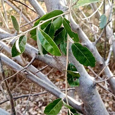 贵州野生羊奶果根500g克包邮胡颓子根羊山咪根农家晒干
