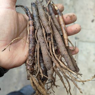 新鲜仙茅中药材仙茅根仙茅苗仙茅草贵州炖肉煲汤泡酒中草药500克