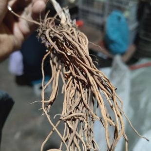 贵州农产品白薇草老瓜瓢根老君须干货针线包山根子百荡草