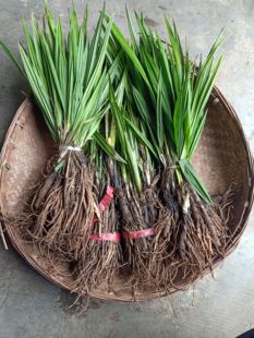 贵州草药农产品仙茅参500g农产品独脚仙矛地棕苗独茅根先矛仙毛