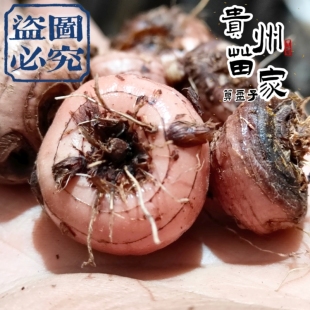 雄黄兰\野荸荠黄大蒜火星花搜山虎算盘七九道箍苗家500g鲜货