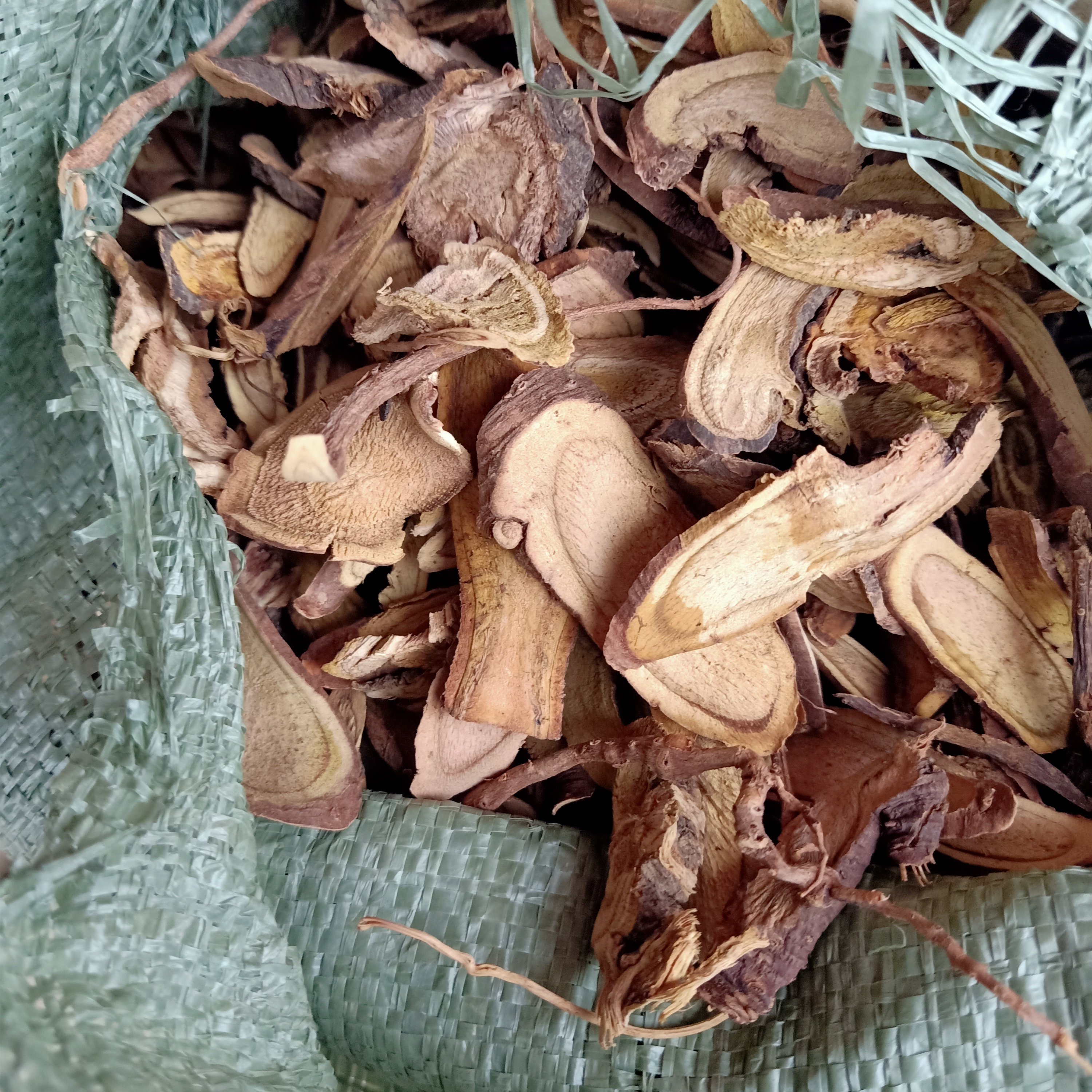 贵州土大黄血三七杨铁叶子根牛耳大黄土大黄羊蹄根牛舌草金不换