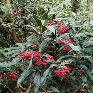 新鲜开喉箭农产品开喉剑八爪金龙根百两金 猪总管铁雨伞500g