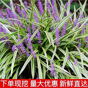 金边麦冬草苗别墅庭院草坪绿化地被草花耐阴阔叶麦冬草耐寒吉祥草