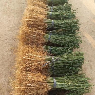 刺树苗枸橘篱笆栅栏铁篱寨嫁接砧木护院子壳刺树苗枳壳枸橘,鲜花速递/花卉仿真/绿植园艺,行道树/乔木,淘宝优惠券,粉丝福利购,淘宝优惠卷