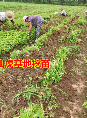 庭院植物四季三叶爬山虎