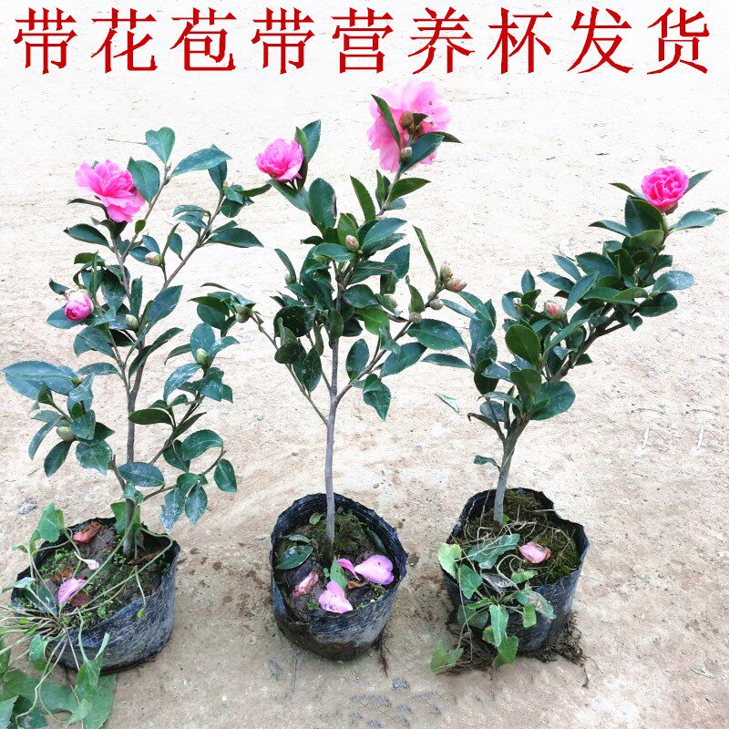 茶梅花苗 树苗茶梅球 茶花四季盆栽盆景冬茶梅开花带花苞庭院