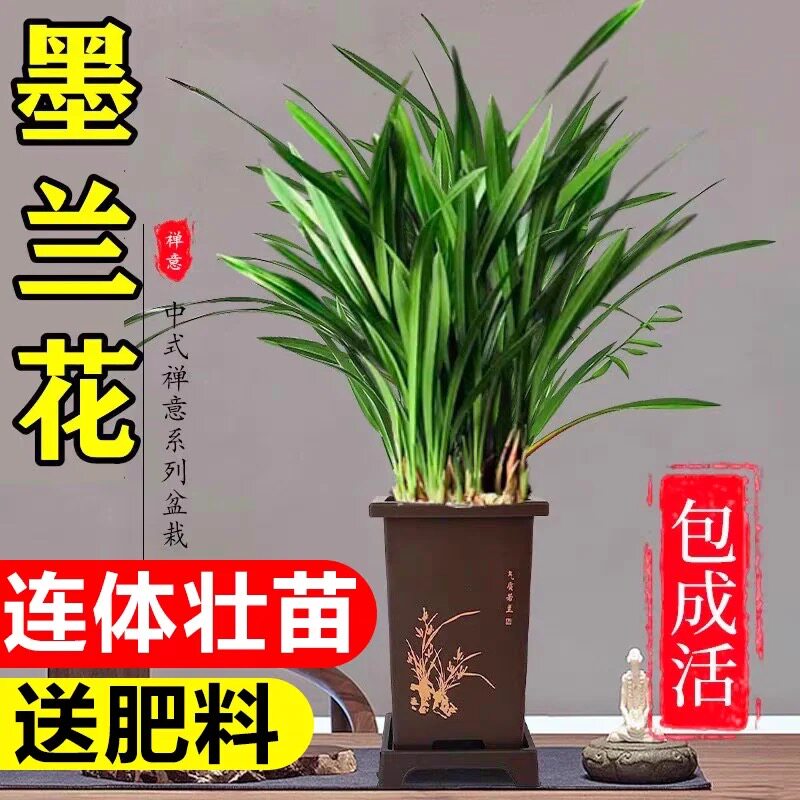 浓香兰花盆栽墨兰企黑报岁兰宽叶