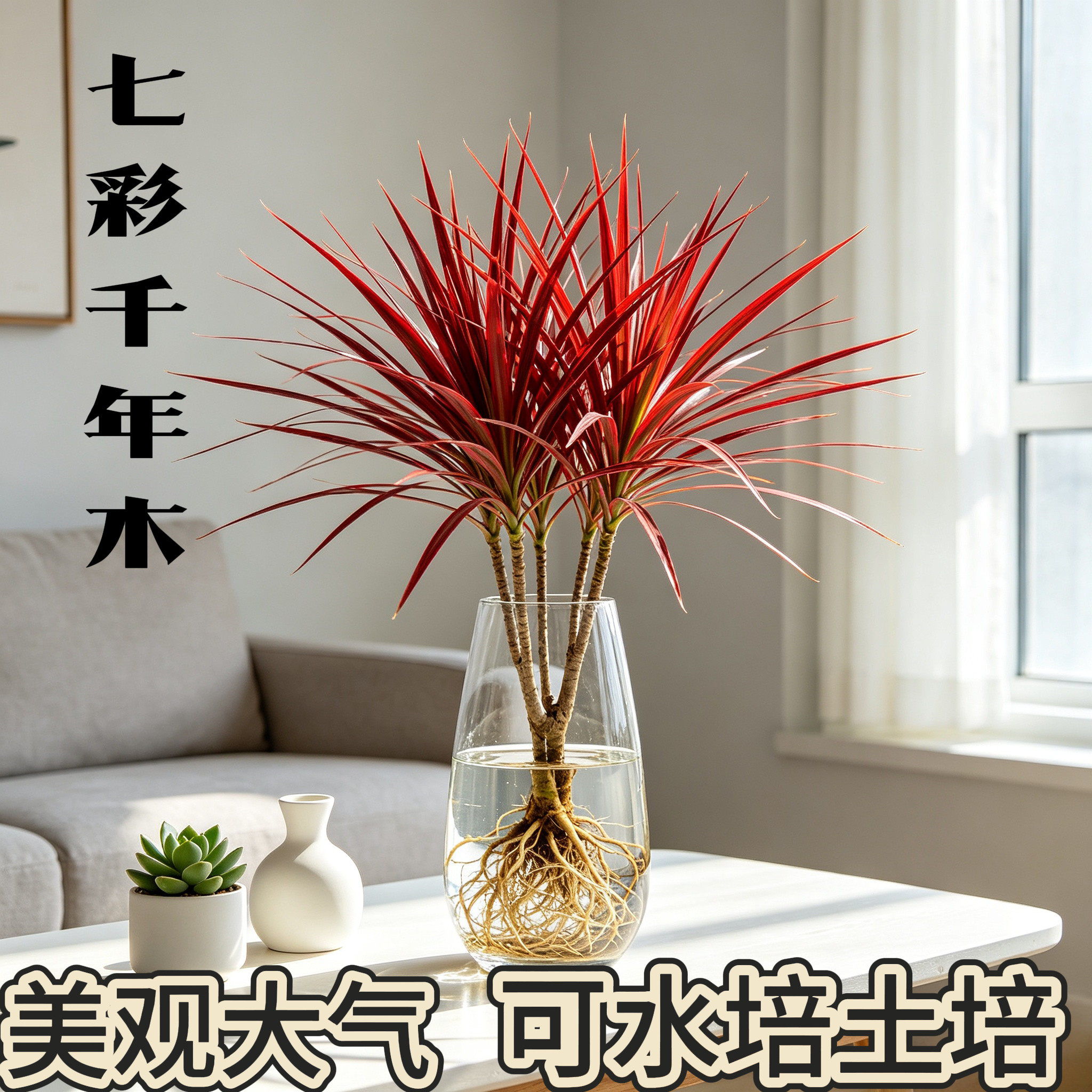 水培好养马尾铁千年木盆栽绿植物七彩铁三色龙血树网红竹办公室内