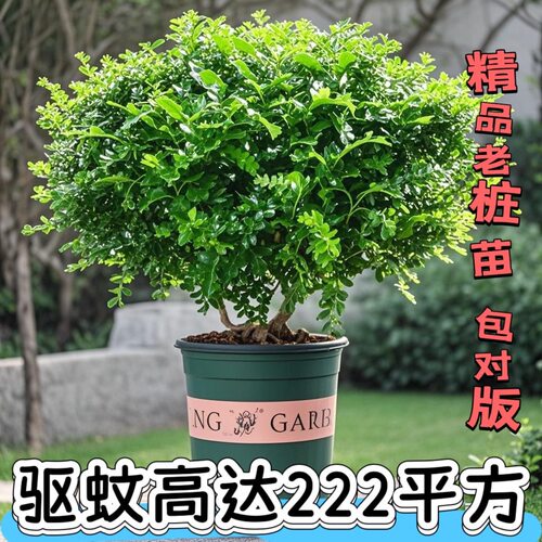 正宗清香木驱蚊盆栽驱蚊草防虫
