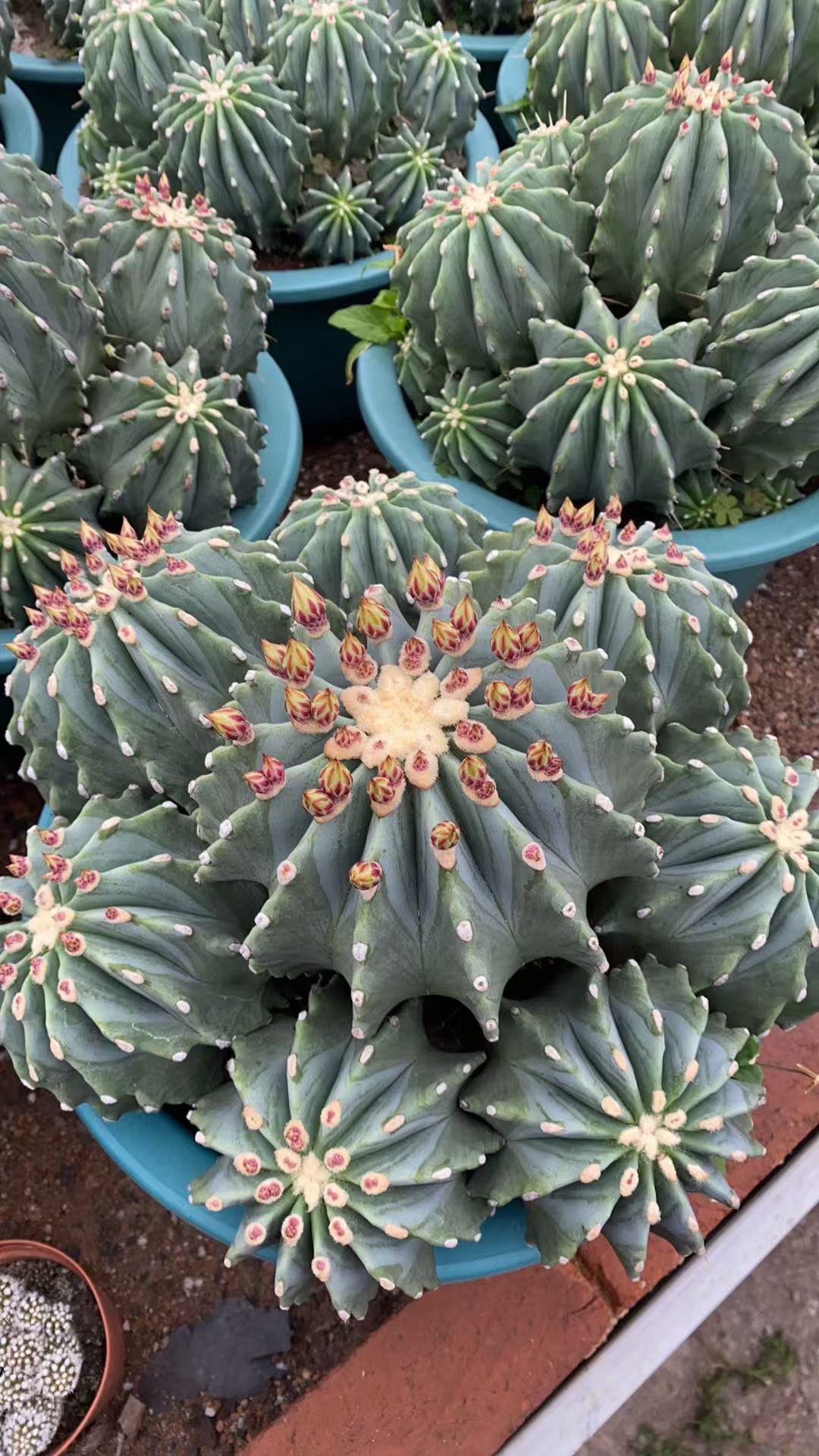 实生多头无刺王冠龙群花不扎手仙人球多肉植物盆栽室内阳台