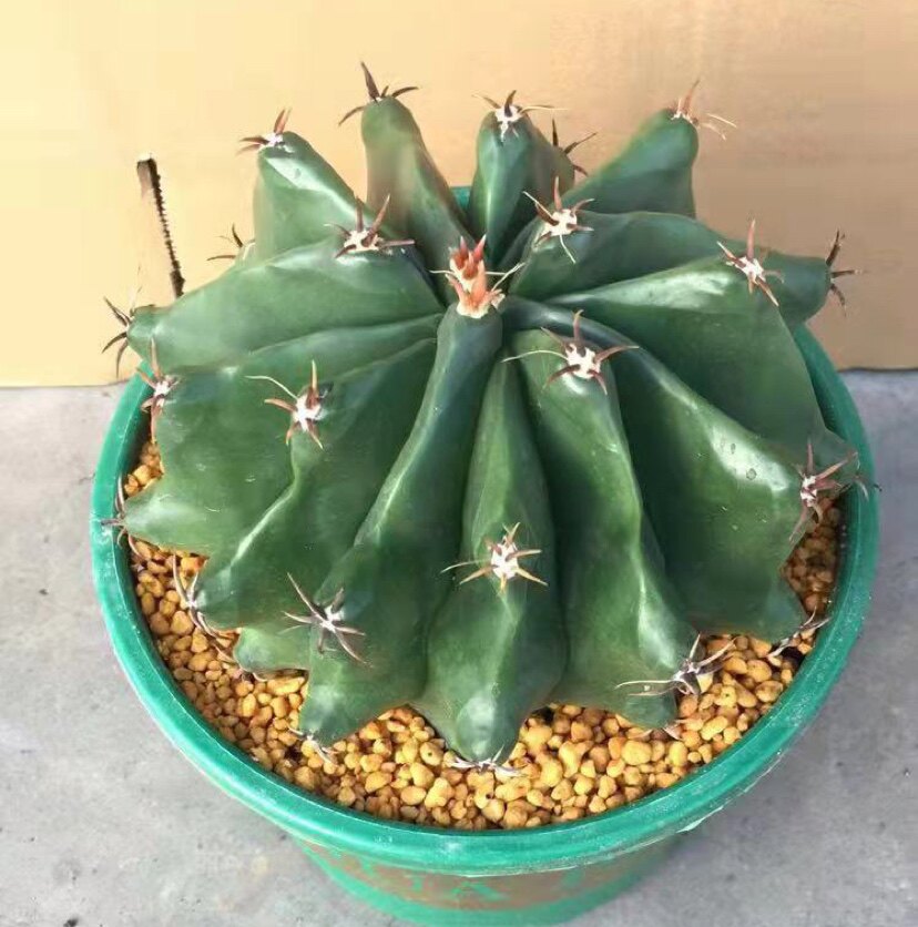 实生短刺巨州玉稀有仙人球室内阳台含盆带土栽好包邮