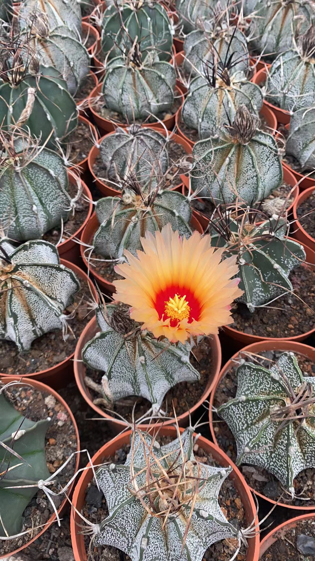 新品实生稀有锐丰玉仙人球室内阳台含盆带土栽培包邮施