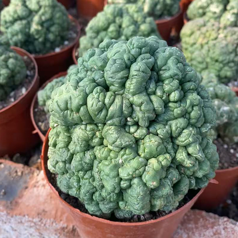 新品多头石化缀化象牙草球无刺仙人球四季植物多肉包邮