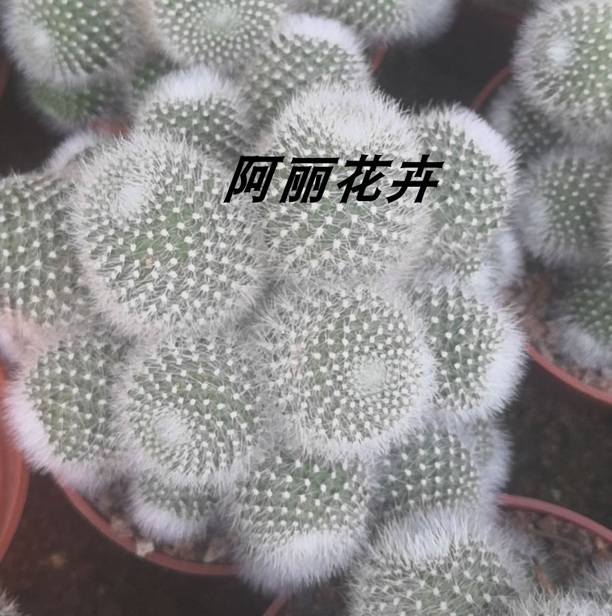 新款多头群生雪丽山仙人球易开花防辐射吸甲醛含盆带土栽好包邮