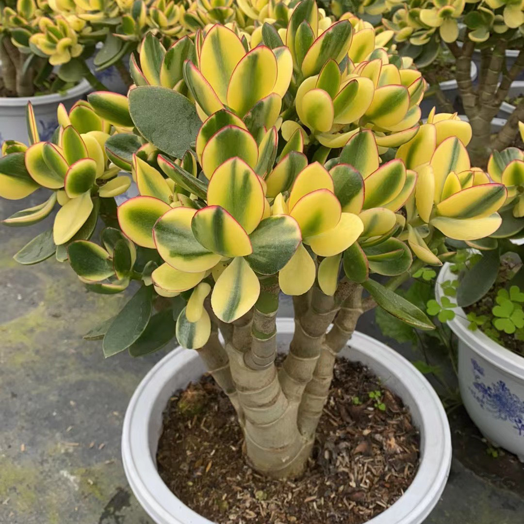 超大老桩新花月锦多肉植物精品玉树颜色超级好看落日之雁