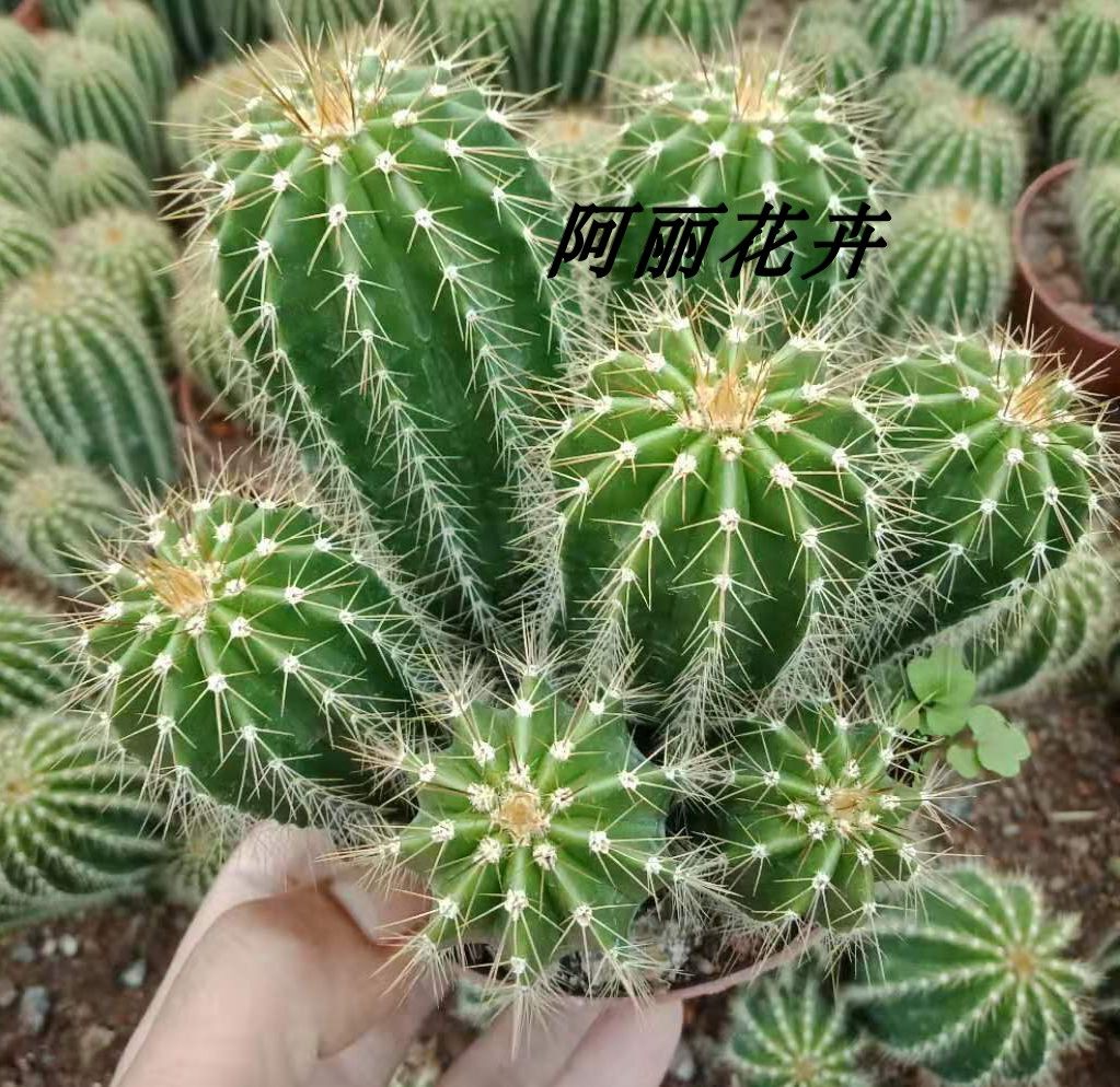 超大仙人球大凤龙多头易养易开花办公室内含盆带土栽好包邮