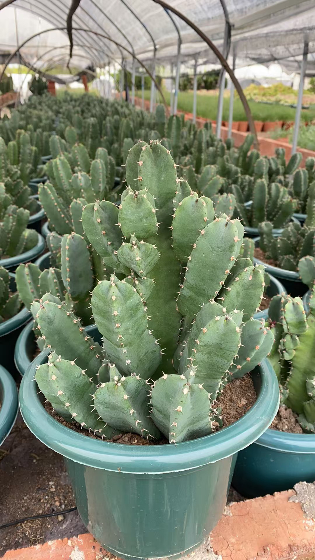 多头白角麒麟仙人掌易养吸甲醛防辐射含盆带土栽好包邮