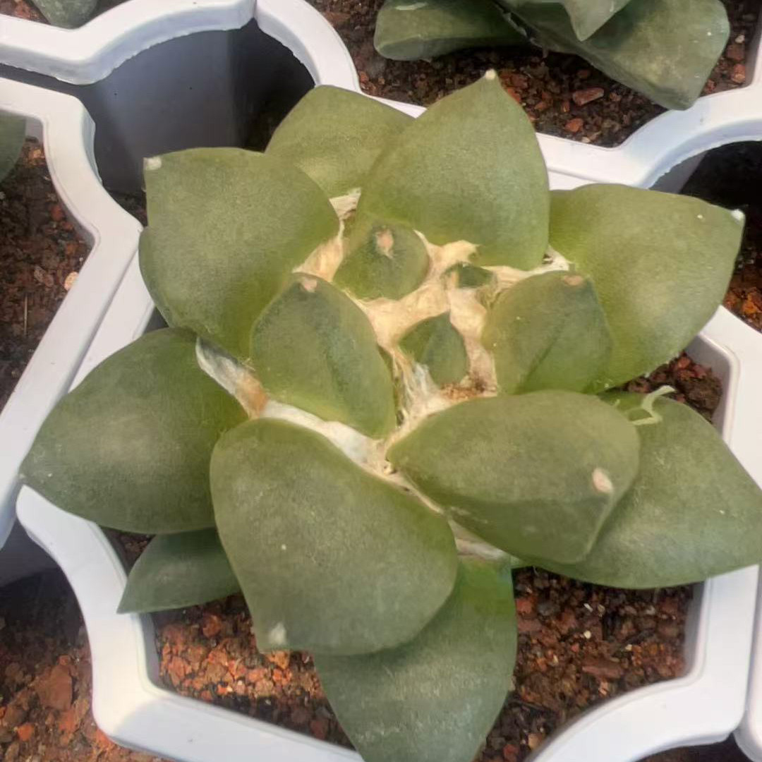 稀有超大多头岩牡丹仙人球办公室内阳台含盆带土栽好包邮