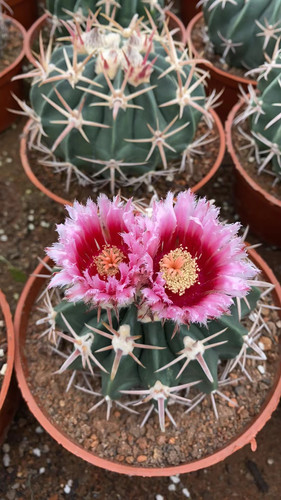 超大实生稀有宽刺凌波带土仙人球