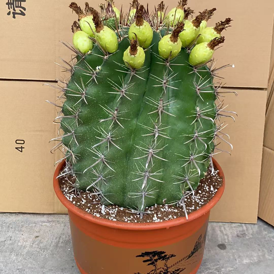 仙人球富贵玉巨鹫虎头实生超大沙生绿植仙人球包邮