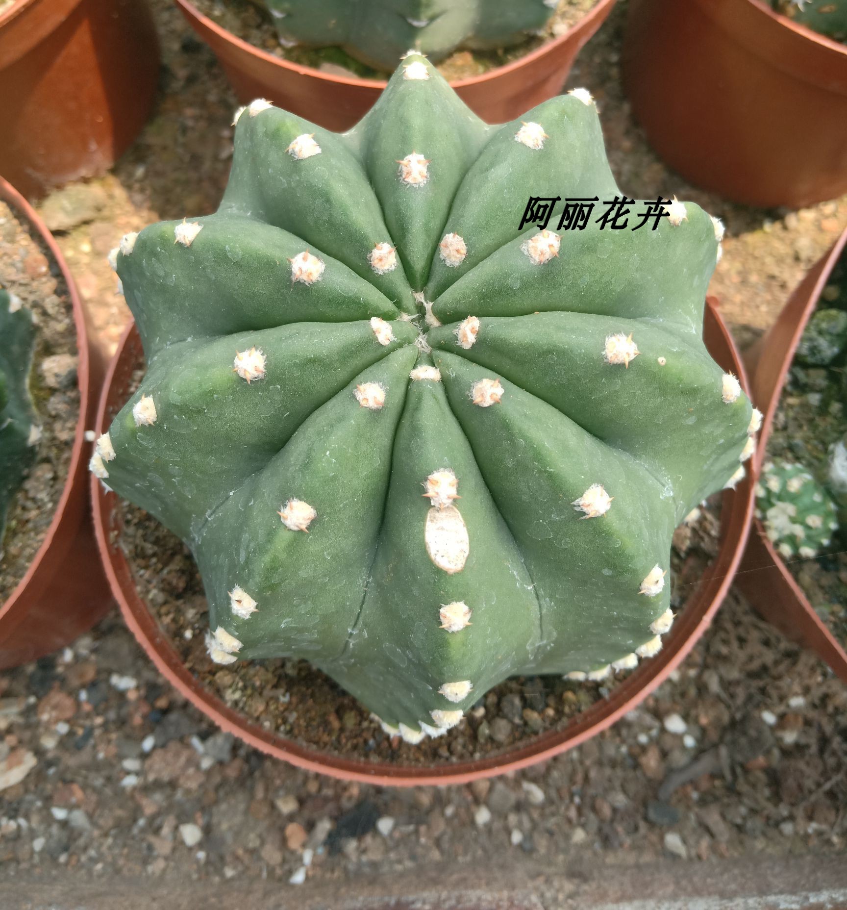 实生超大短毛丸仙人球易开花办公室内阳台含盆带土栽好包邮