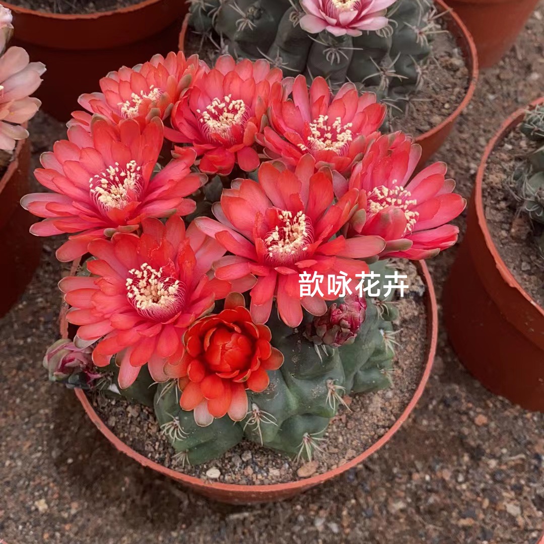 超大龟甲趴刺绯花玉仙人球室内阳台绿植含盆带土栽好包邮