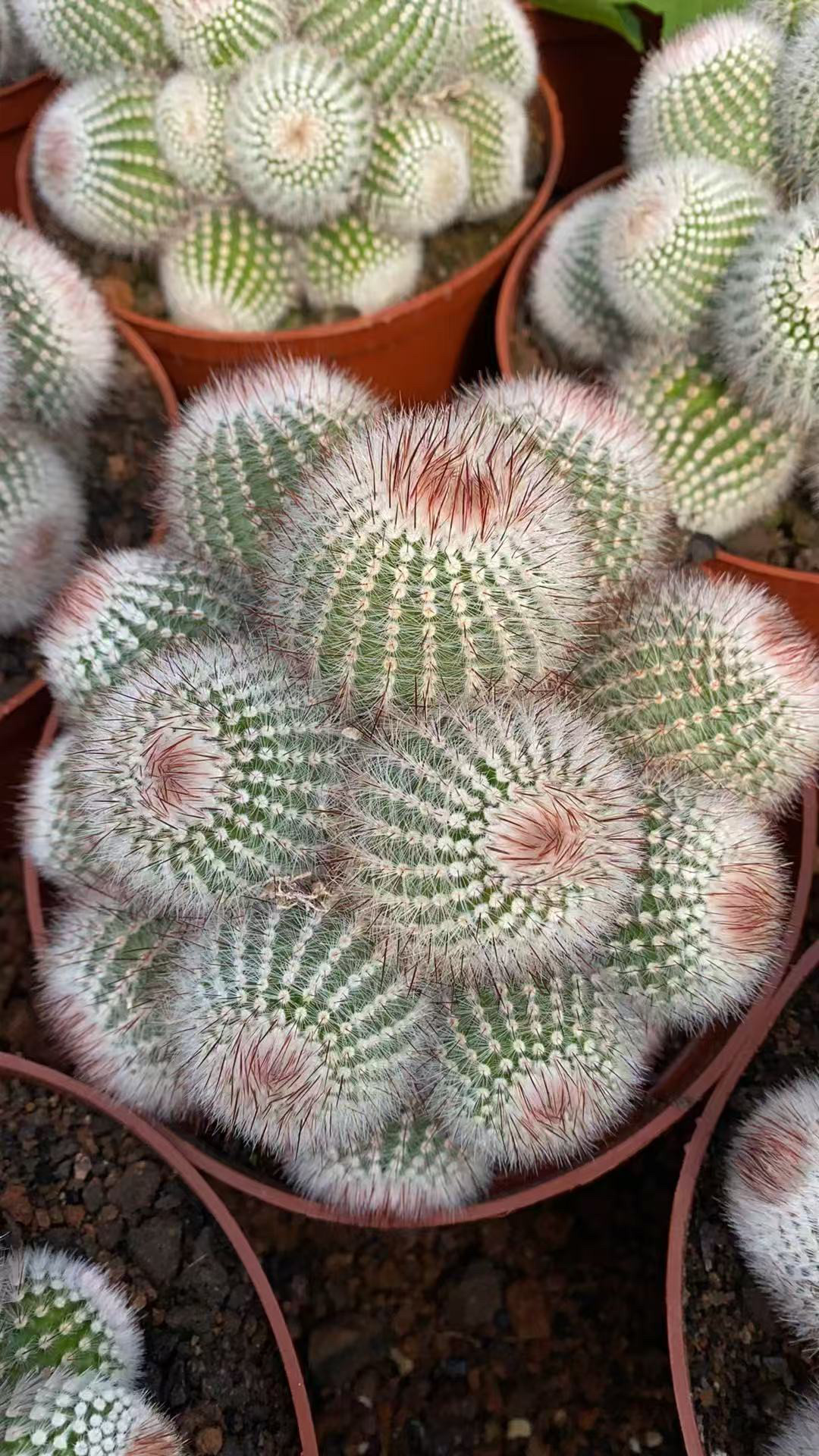 超大多头红芙蓉仙人球室内阳台绿植含盆带土栽好包邮