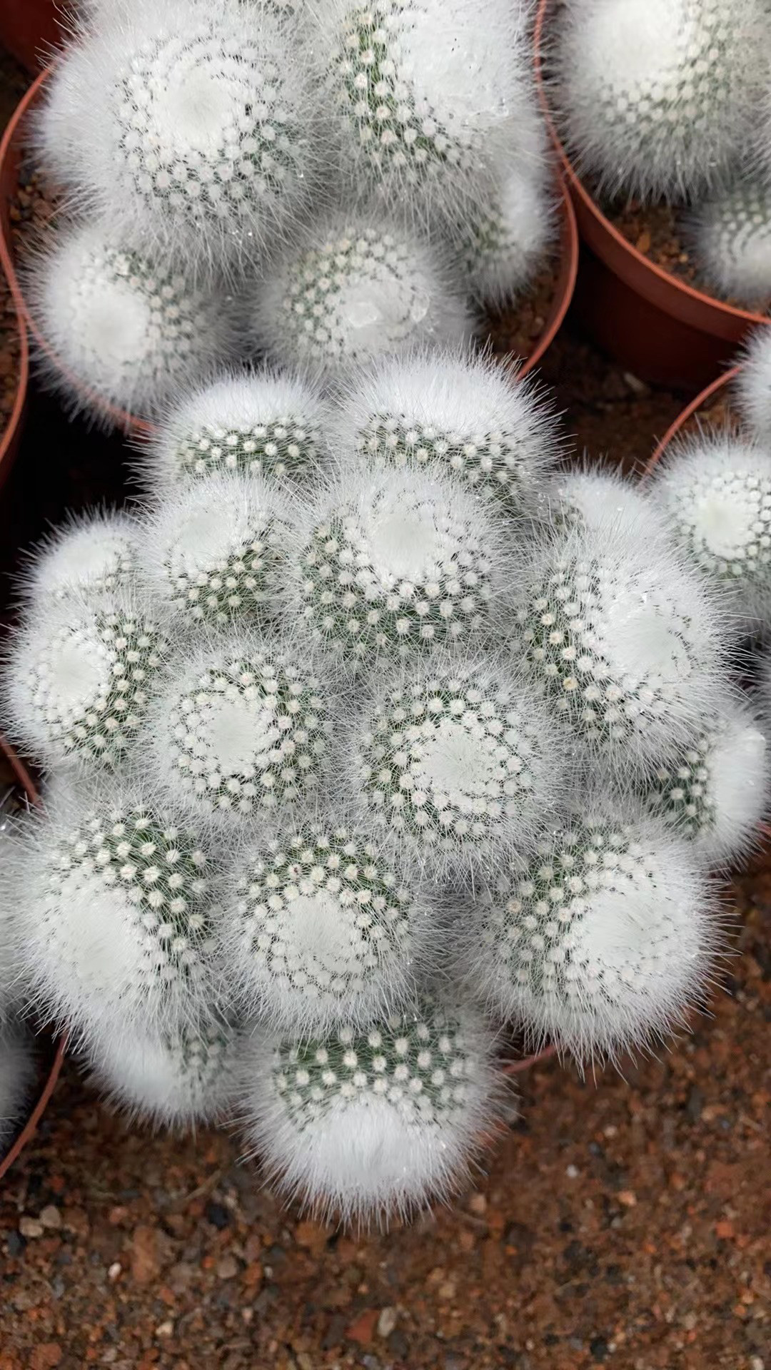 超大多头白小町仙人球室内阳台防辐射绿植含盆带土栽好包邮