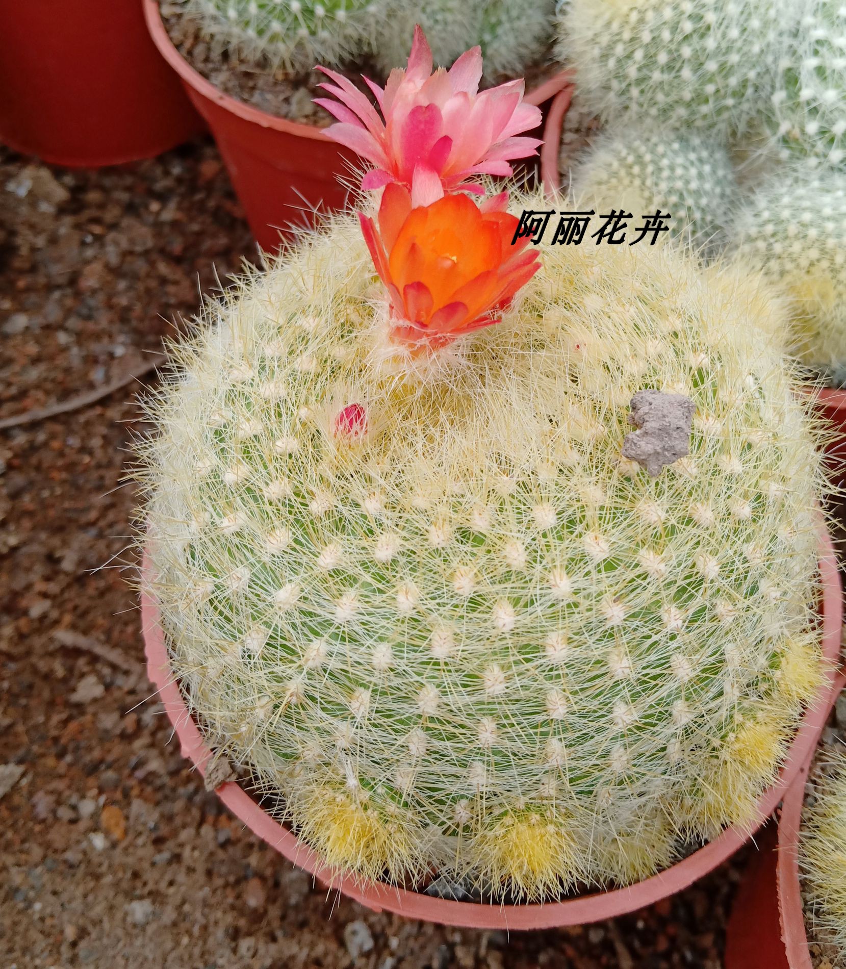 白雪光仙人球办公室内阳台绿植含盆带土栽好包邮