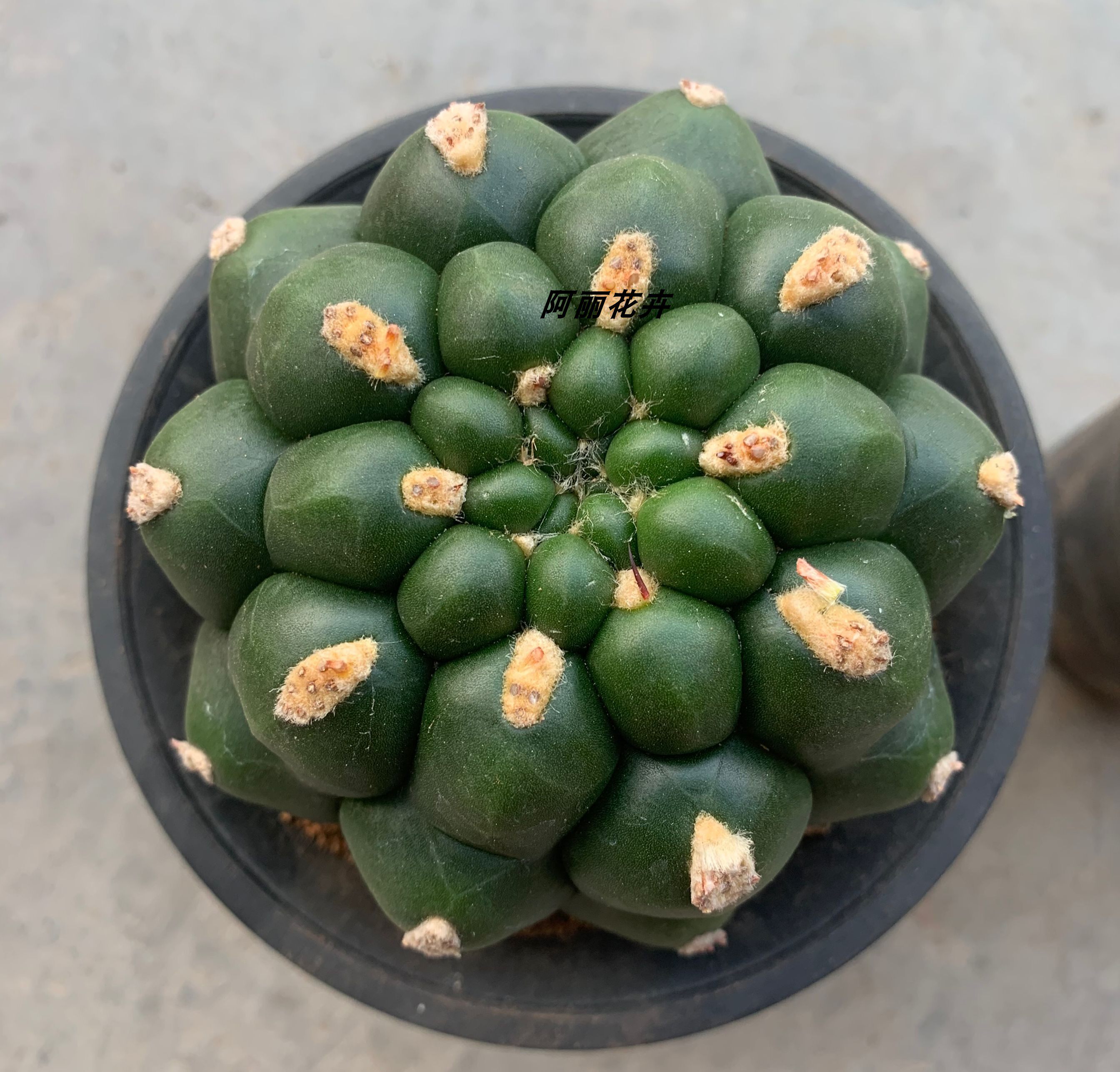 实生新款超大短刺新世界仙人球室内阳台含盆带土栽好包邮