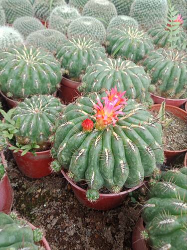 多肉植物仙人球金钱豹含盆带土