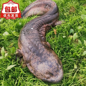 5斤一条养殖厂直供娃娃鱼鲜活食用活鱼大鲵宠物苗水产淡水鱼包活
