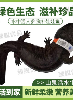 2斤一条养殖厂直供娃娃鱼鲜活鱼食用大鲵宠物苗水产淡水鱼好养