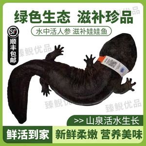 2斤一条养殖厂直供娃娃鱼鲜活鱼食用大鲵宠物苗水产淡水鱼好养