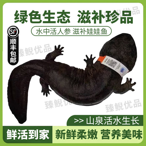 2斤一条养殖厂直供娃娃鱼鲜活鱼食用大鲵宠物苗水产淡水鱼好养