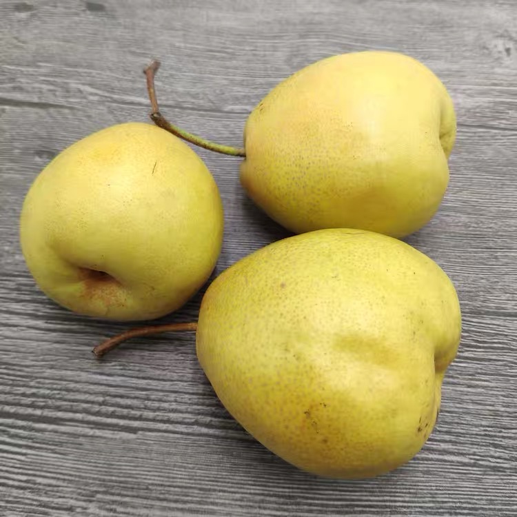 甘肃特产兰州热冬果梨黄梨软果酥梨香水梨小果儿梨冬果梨